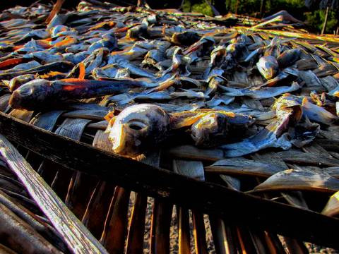 Caminhada da Colheita - MA'