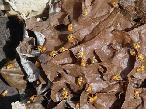 Caminhada da Colheita - MA'