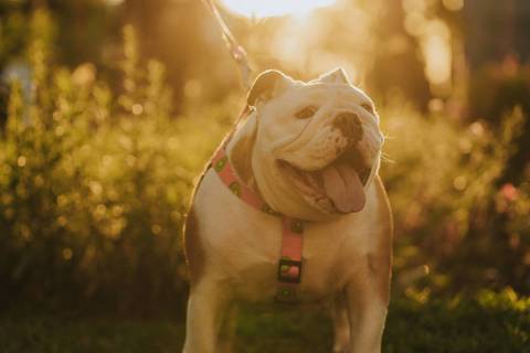 ENSAIO GESTANTE PRAÇA DA LIBERDADE'