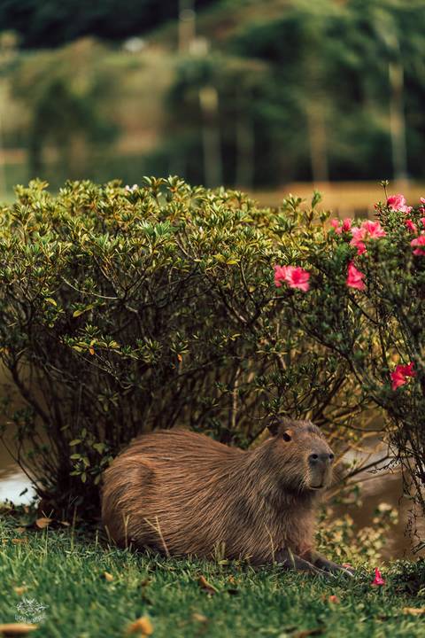 FOTOS PRE WEDDING LAGO POUSADA NATUREZA ECOLODGE'