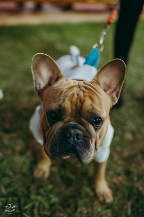 ENTRADA DAS ALIANÇAS BULLDOG FRANCES '