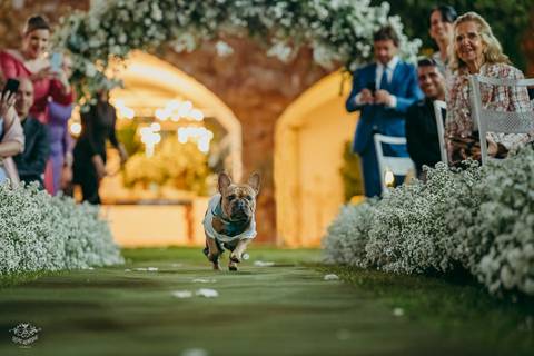 ENTRADA DAS ALIANÇAS BULLDOG FRANCES '