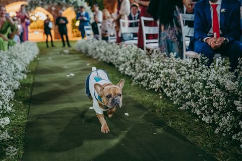 ENTRADA DAS ALIANÇAS BULLDOG FRANCES '