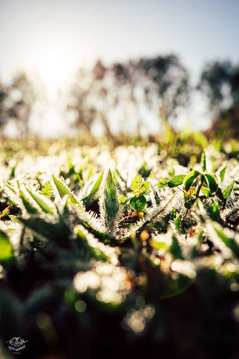RENOVAÇÃO VOTOS CASAMENTO FOTO A DOIS WEDDING NASCER DO SOL ESPAÇO SHANGRILA'