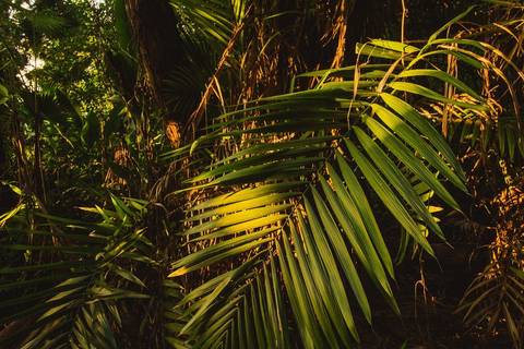 Jardim Botânico Chico Mendes em Santos, na Baixada Santista, fotografia profissional pelo fotógrafo Fernando Freire, de Praia Grande e atendendo todo litoral sul de SP. Especializado em ensaios fotográfico e fotografia imobiliária.'