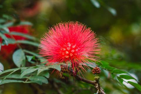 Jardim Botânico Chico Mendes em Santos, na Baixada Santista, fotografia profissional pelo fotógrafo Fernando Freire, de Praia Grande e atendendo todo litoral sul de SP. Especializado em ensaios fotográfico e fotografia imobiliária.'