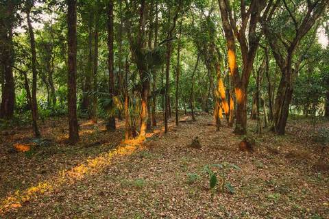 Jardim Botânico Chico Mendes em Santos, na Baixada Santista, fotografia profissional pelo fotógrafo Fernando Freire, de Praia Grande e atendendo todo litoral sul de SP. Especializado em ensaios fotográfico e fotografia imobiliária.'