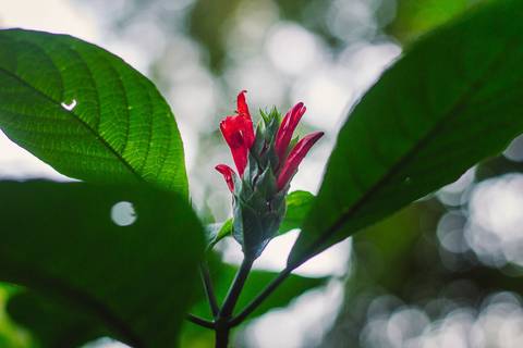 Jardim Botânico Chico Mendes em Santos, na Baixada Santista, fotografia profissional pelo fotógrafo Fernando Freire, de Praia Grande e atendendo todo litoral sul de SP. Especializado em ensaios fotográfico e fotografia imobiliária.'