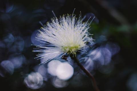 Jardim Botânico Chico Mendes em Santos, na Baixada Santista, fotografia profissional pelo fotógrafo Fernando Freire, de Praia Grande e atendendo todo litoral sul de SP. Especializado em ensaios fotográfico e fotografia imobiliária.'