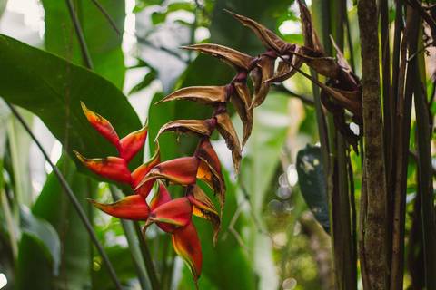 Jardim Botânico Chico Mendes em Santos, na Baixada Santista, fotografia profissional pelo fotógrafo Fernando Freire, de Praia Grande e atendendo todo litoral sul de SP. Especializado em ensaios fotográfico e fotografia imobiliária.'