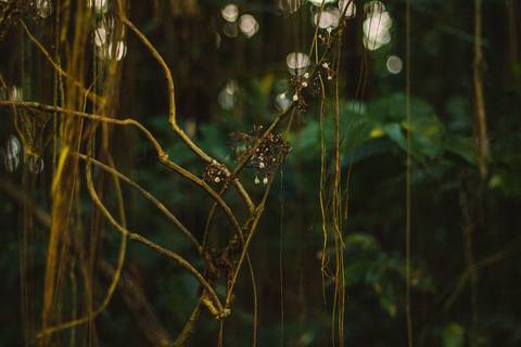 Jardim Botânico Chico Mendes em Santos, na Baixada Santista, fotografia profissional pelo fotógrafo Fernando Freire, de Praia Grande e atendendo todo litoral sul de SP. Especializado em ensaios fotográfico e fotografia imobiliária.'