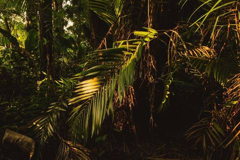 Jardim Botânico Chico Mendes em Santos, na Baixada Santista, fotografia profissional pelo fotógrafo Fernando Freire, de Praia Grande e atendendo todo litoral sul de SP. Especializado em ensaios fotográfico e fotografia imobiliária.'