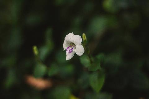 Jardim Botânico Chico Mendes em Santos, na Baixada Santista, fotografia profissional pelo fotógrafo Fernando Freire, de Praia Grande e atendendo todo litoral sul de SP. Especializado em ensaios fotográfico e fotografia imobiliária.'