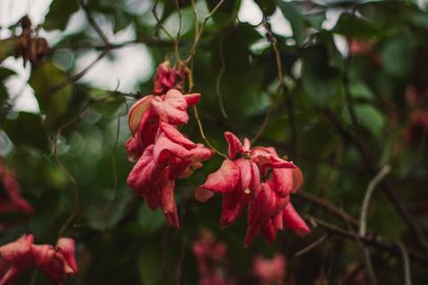 Jardim Botânico Chico Mendes em Santos, na Baixada Santista, fotografia profissional pelo fotógrafo Fernando Freire, de Praia Grande e atendendo todo litoral sul de SP. Especializado em ensaios fotográfico e fotografia imobiliária.'