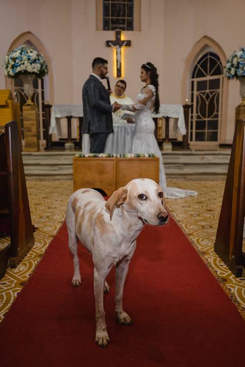 Cão durante a celebração do Casamento em São Gotardo MG.'