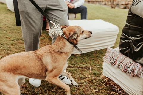 casamento Joana e Afonso - Quinta Júlia dos Ovos, Juncal'