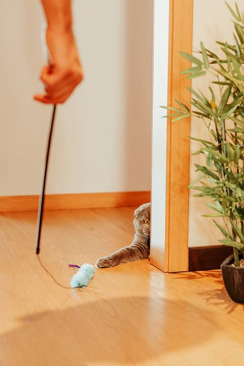 Sessão fotográfica em casa - Leiria'
