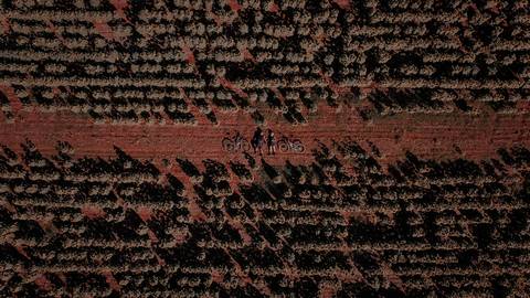 cachorro, casal, noivos, pré-wedding, ensaio de casal, bike, fotógrafa de casamento, thais augusto fotografia fotografa autoral ensaio personalizado, cachorro, bike, trilha, trilha do linhão, cemiterio drone, bauru, noivos casal foto de casal'