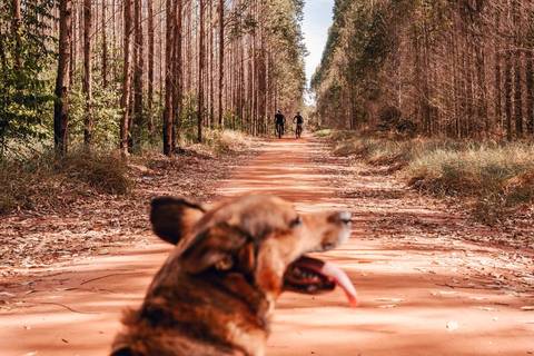cachorro, casal, noivos, pré-wedding, ensaio de casal, bike, fotógrafa de casamento, thais augusto fotografia fotografa autoral ensaio personalizado, cachorro, bike, trilha, trilha do linhão, cemiterio lauro de sousa lima, bauru, noivos casal foto casal'