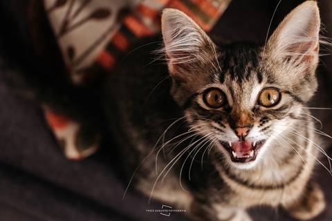 Gatinho da família participando do making of'