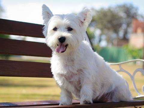 Cachorra sentada no banco, olhando diretamente para camêra'