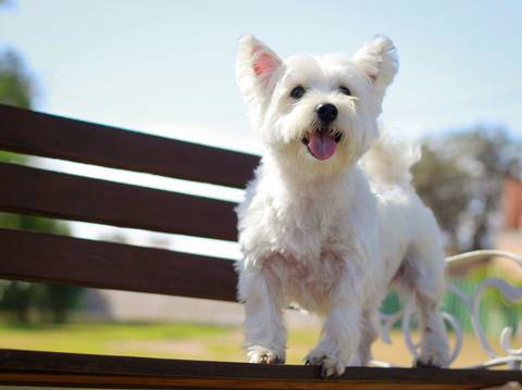 Cachorra, em pé no banco, em um nível acima do fotógrafo, olhando o horizonte'