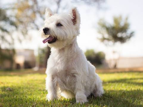 Cachorra Jade posa no gramado, sentada observando horizonte a sua direita'