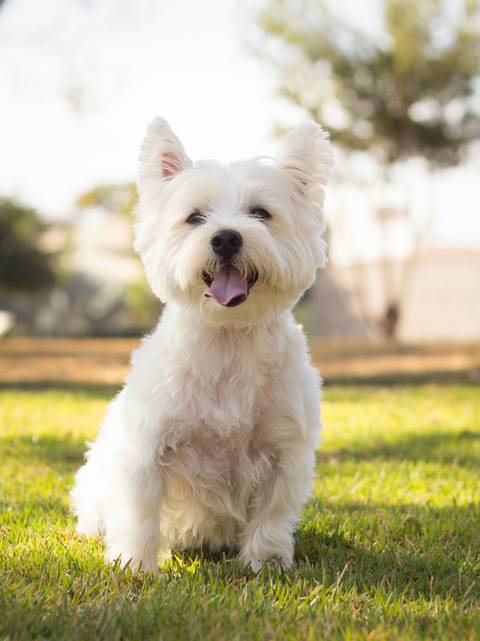 Cachorra Jade posa no gramado, sentada, olhando diretamente para câmera'