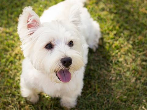 Cachorra Jade posa no gramado, sentada, olhando diretamente para câmera, fotografada de cima'