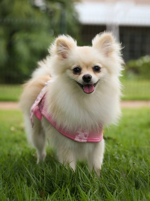 a bela Spitz posa para foto no ensaio'