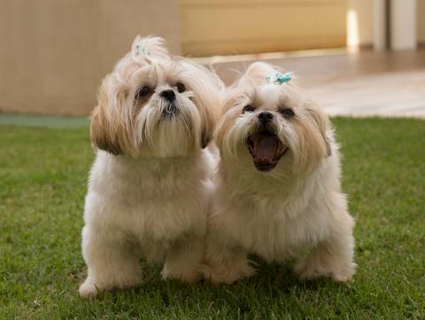 As irmãs pets, ambas shih-tzu posam juntas para foto'
