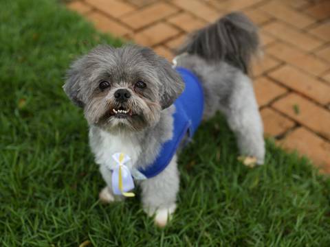 O belo shih-tzu cinza posa para foto no ensaio'