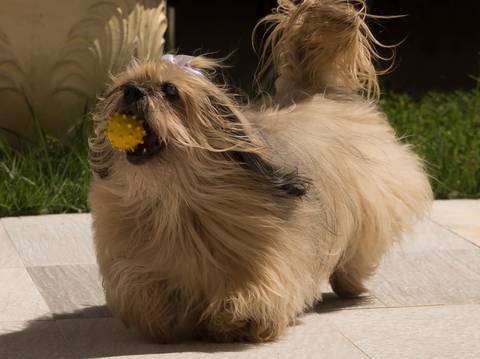 A pet Lhasa apso corre pelo jardim com sua bolinha de brinquedo'
