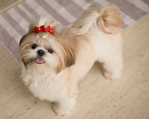 A shih-tzu Filó  posa para fotografia'