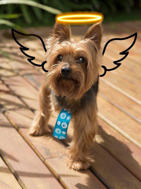 O pequeno Yorkshire terrier, de três patinhas, posa para foto.'