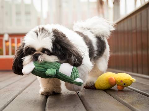 O estiloso  shih-tzu Victor brincando com seu sapo de pelúcia'