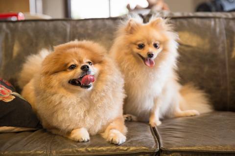 Os dois irmãos Spitz posam no sofá de casa'