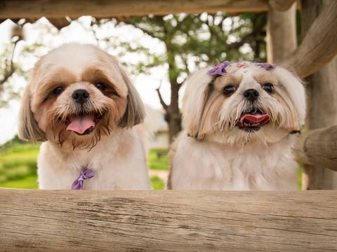Os dois shih-tzu posam nos brinquedos do parque'