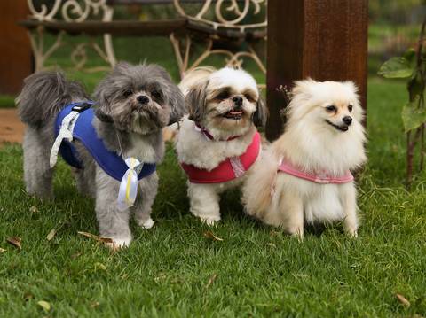 Os três irmãos pets posam juntos para fotos, dois Shih-tzu e uma spitz'
