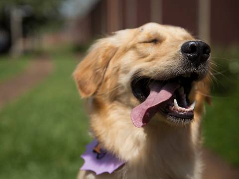 A Golden Nanny posa para fotografia com cara de estar curtindo a vida, com a língua de fora'