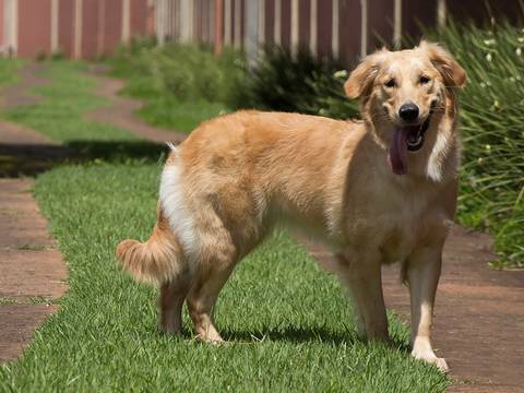 A pet Golden Nanny posa para fotografia, toda levada com a língua de fora'