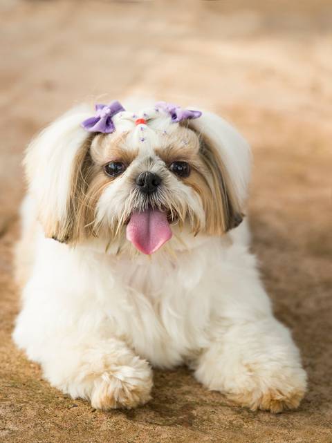 A linda pet shih-tzu posa no parque'
