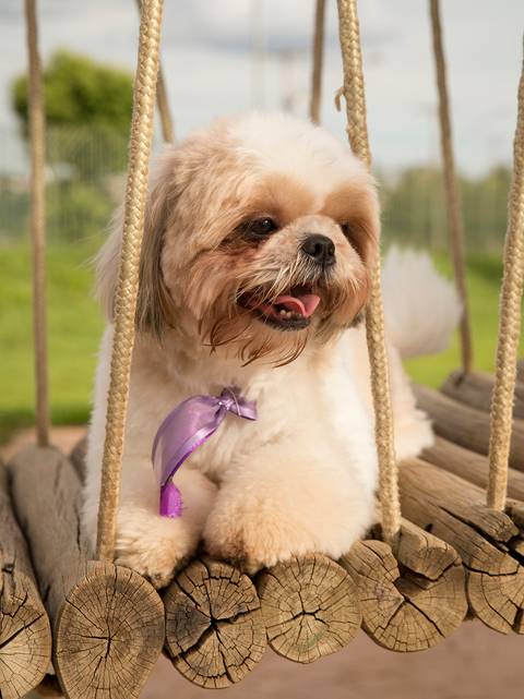 O lindo pet shih-tzu posa no brinquedo do parque'