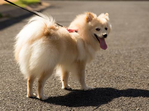 A fota spitz Belinha posa durante o passaio'