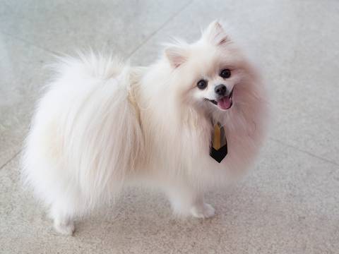 O Spitz snow posa para foto'