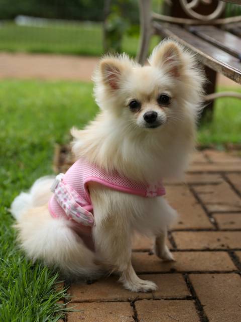 a bela Spitz posa para foto no ensaio, sentada mostrando seu vestido'