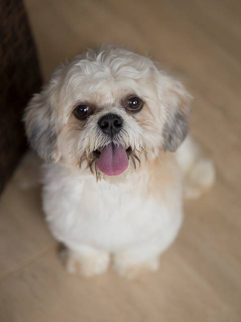 O fofo shih-tzu golden posa na sala de casa, olhando para camera'