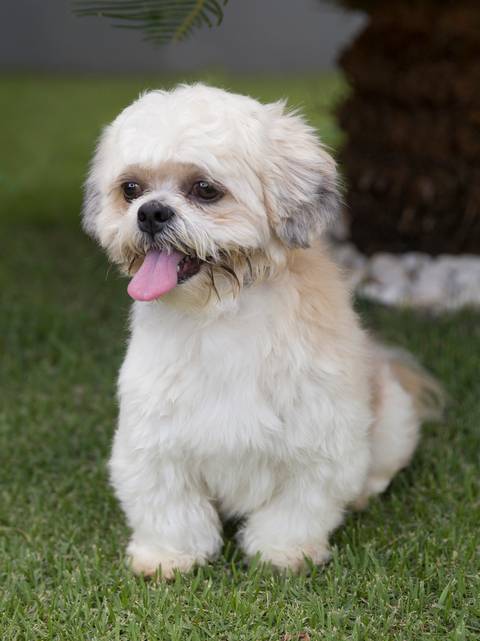 O fofo shih-tzu golden posa no jardim de casa'