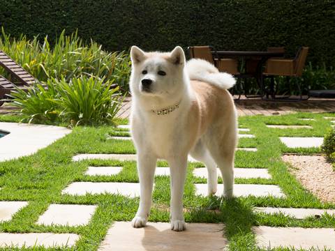 o grande Akita, posa para foto em seu jardim'