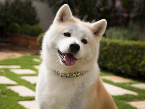 Close do Akita no jardim'